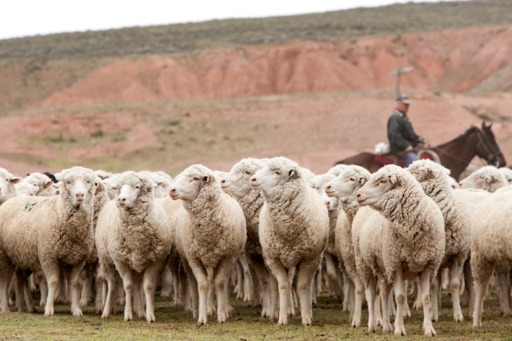 Great American Wool